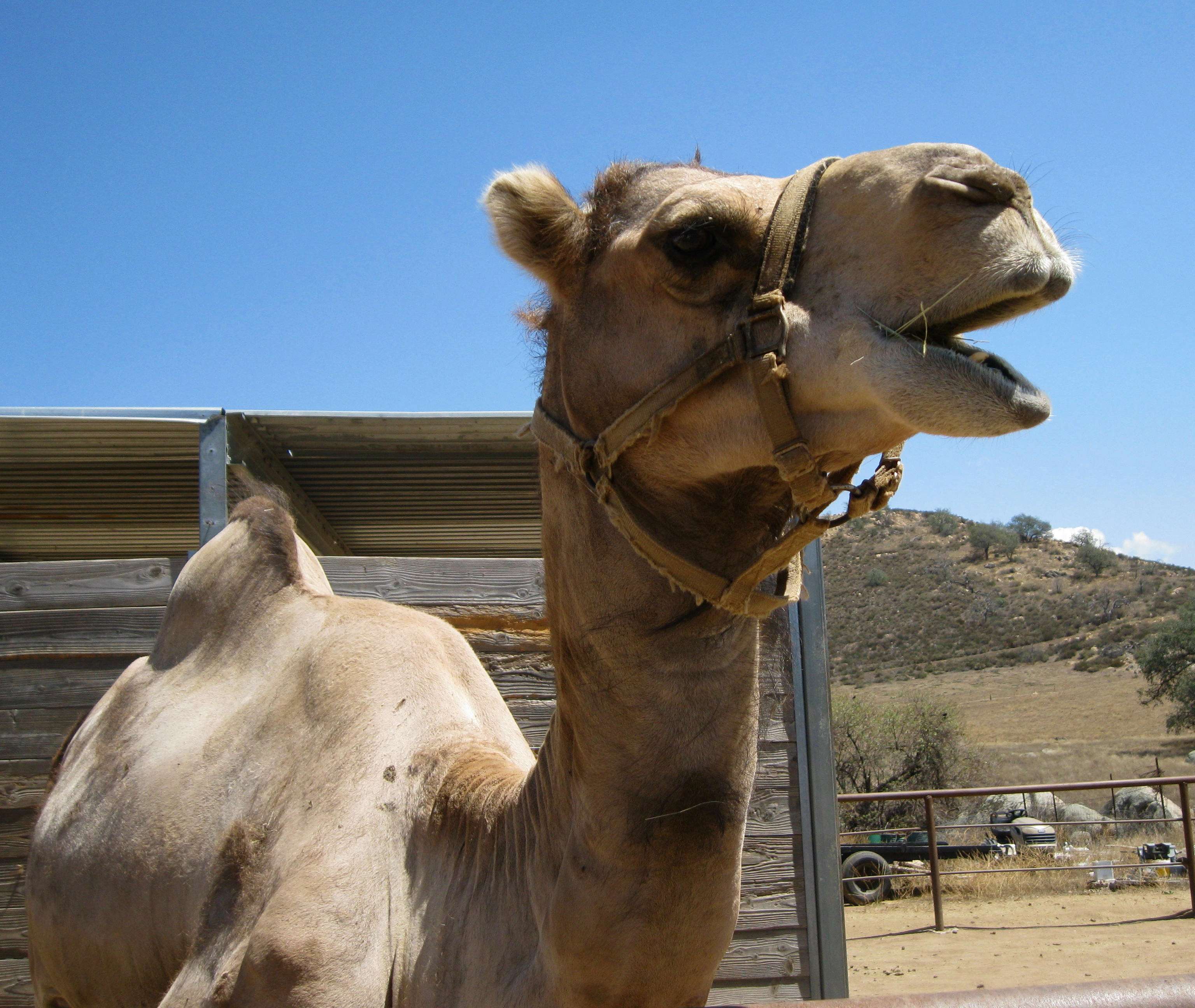 camel- Goldie talking