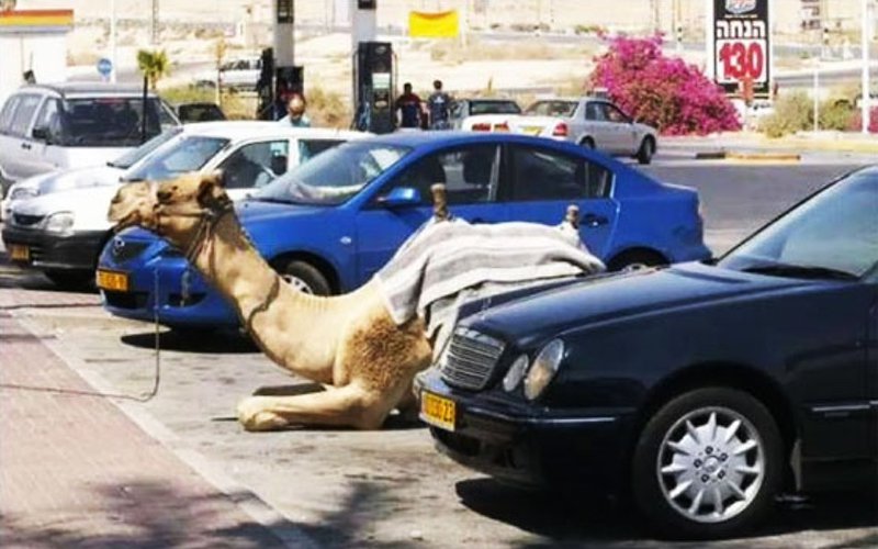 parking-your-camel