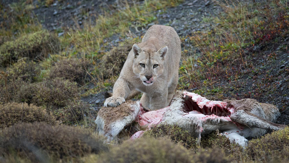 Pumas in Chile, by Roy Toft. 