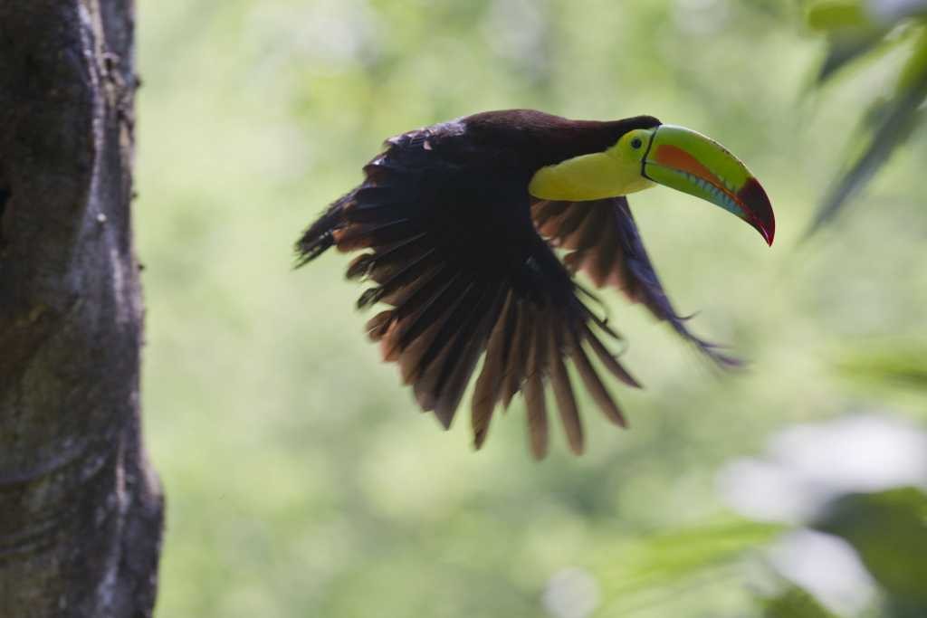 Toucan in Costa Rica, by Roy Toft. 