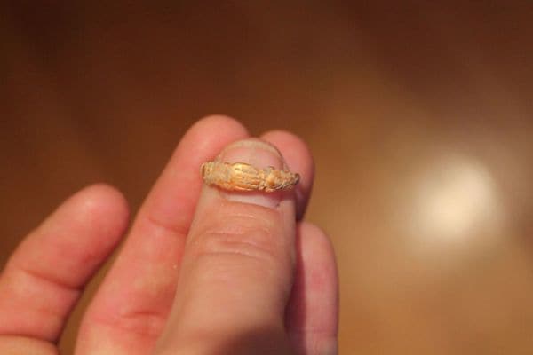 El anillo encontrado en el cuerpo de una de las mujeres. Los cuerpos presentaban indicios de desnutrición