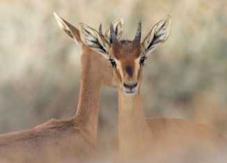 Picture of two deer of Israel