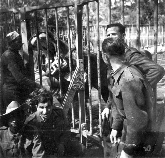 Fotografías del 'Zoo de El Cairo', 1944. Foto: Rafael Reiss, la Colección Bitmuna. Colección Bitmuna