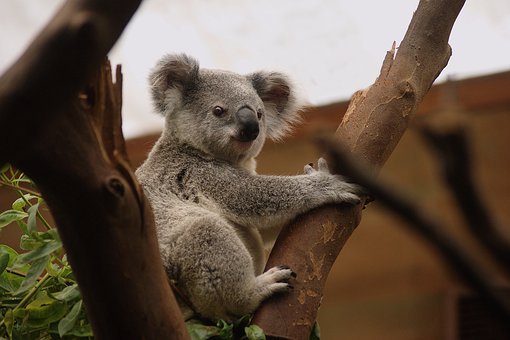 Koala, Mammals, Wildlife, Nature, Fur