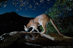 Mountain Lion quenching its thirst (Photo: Roy Toft)